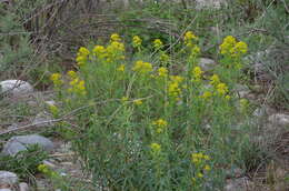 Image of Euphorbia lamprocarpa (Prokh.) Prokh.