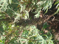 Imagem de Ambrosia arborescens Mill.