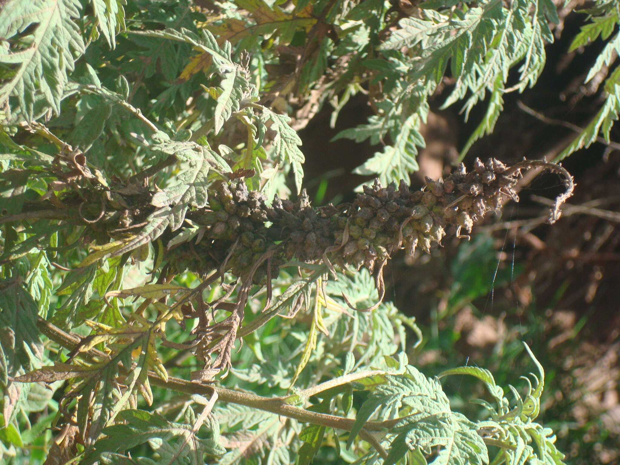 Image of Ambrosia arborescens Mill.