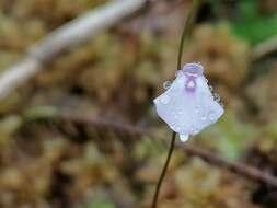 Image of Utricularia pubescens Sm.