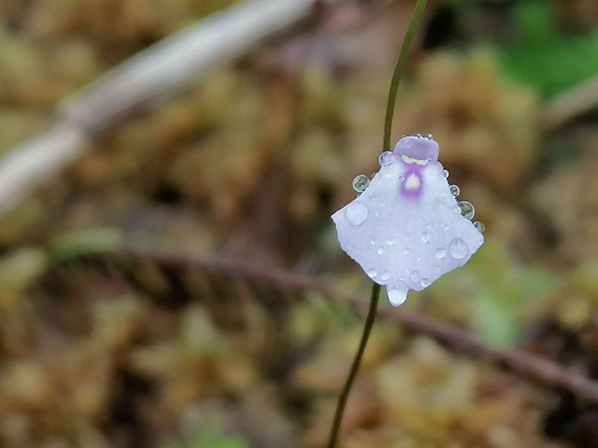 Image of Utricularia pubescens Sm.