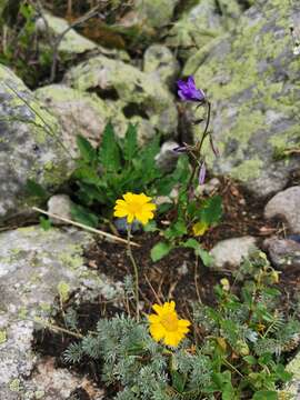 Image of Anthemis marschalliana Willd.