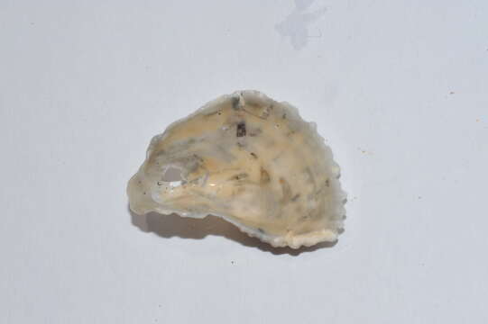 Image of Pacific cupped oyster