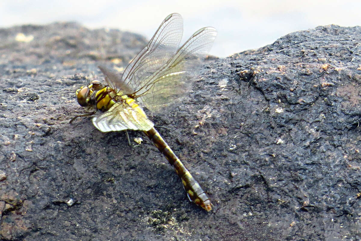 Imagem de Ophiogomphus howei Bromley 1924