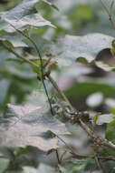 Image de Solanum stramonifolium Jacq.