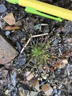 Image of Snow Pearlwort