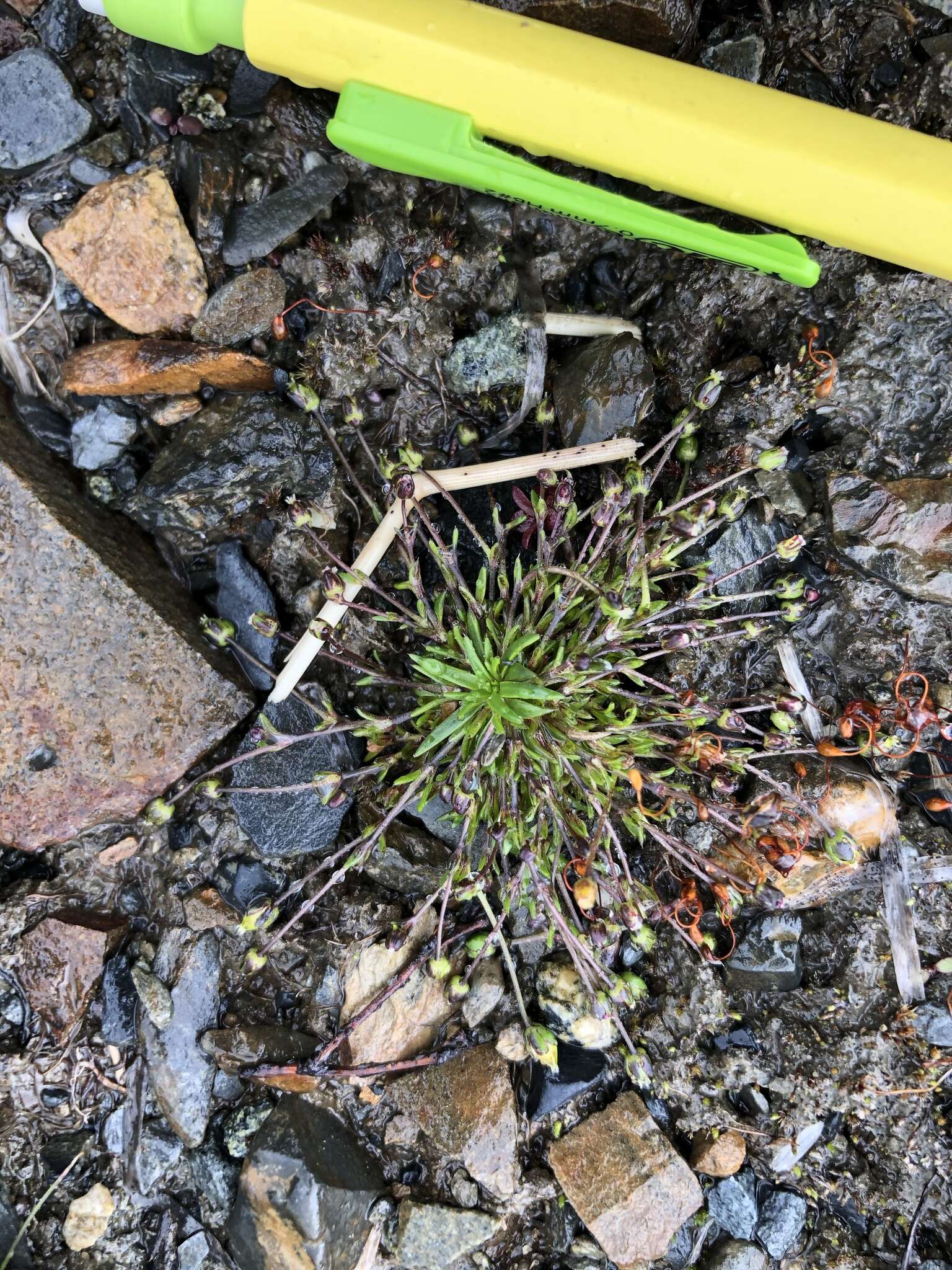 Image of Snow Pearlwort