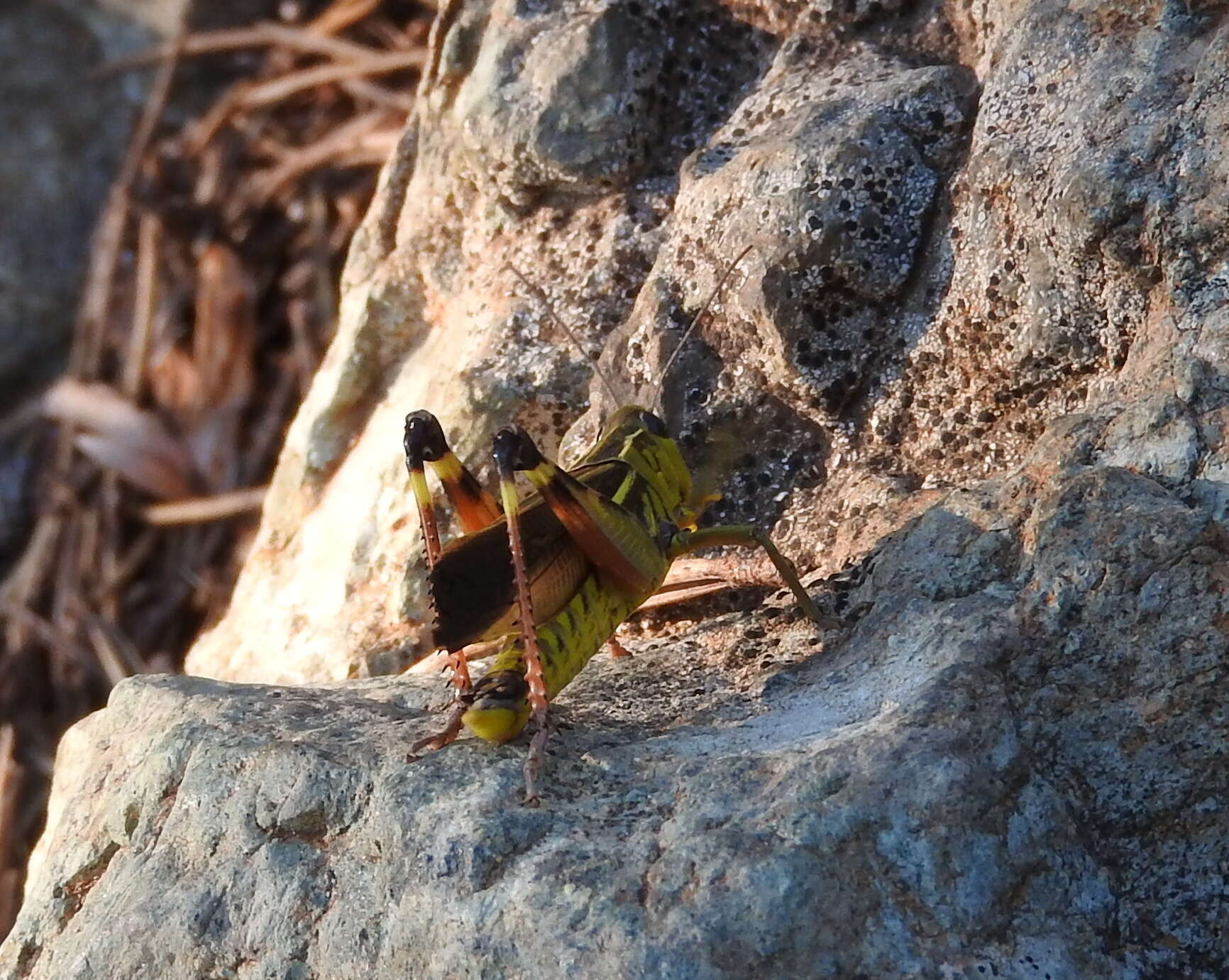 Image of Arcyptera (Arcyptera) fusca (Pallas 1773)