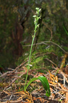 Image of bluntleaved orchid