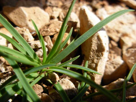 Image of Dianthus siculus C. Presl
