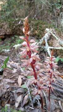 Image of Striped coralroot