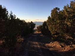 Image of Bigberry Juniper