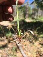 Image of Canadian Rockcress