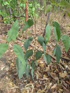 Image of Eucalyptus tetrodonta F. Müll.