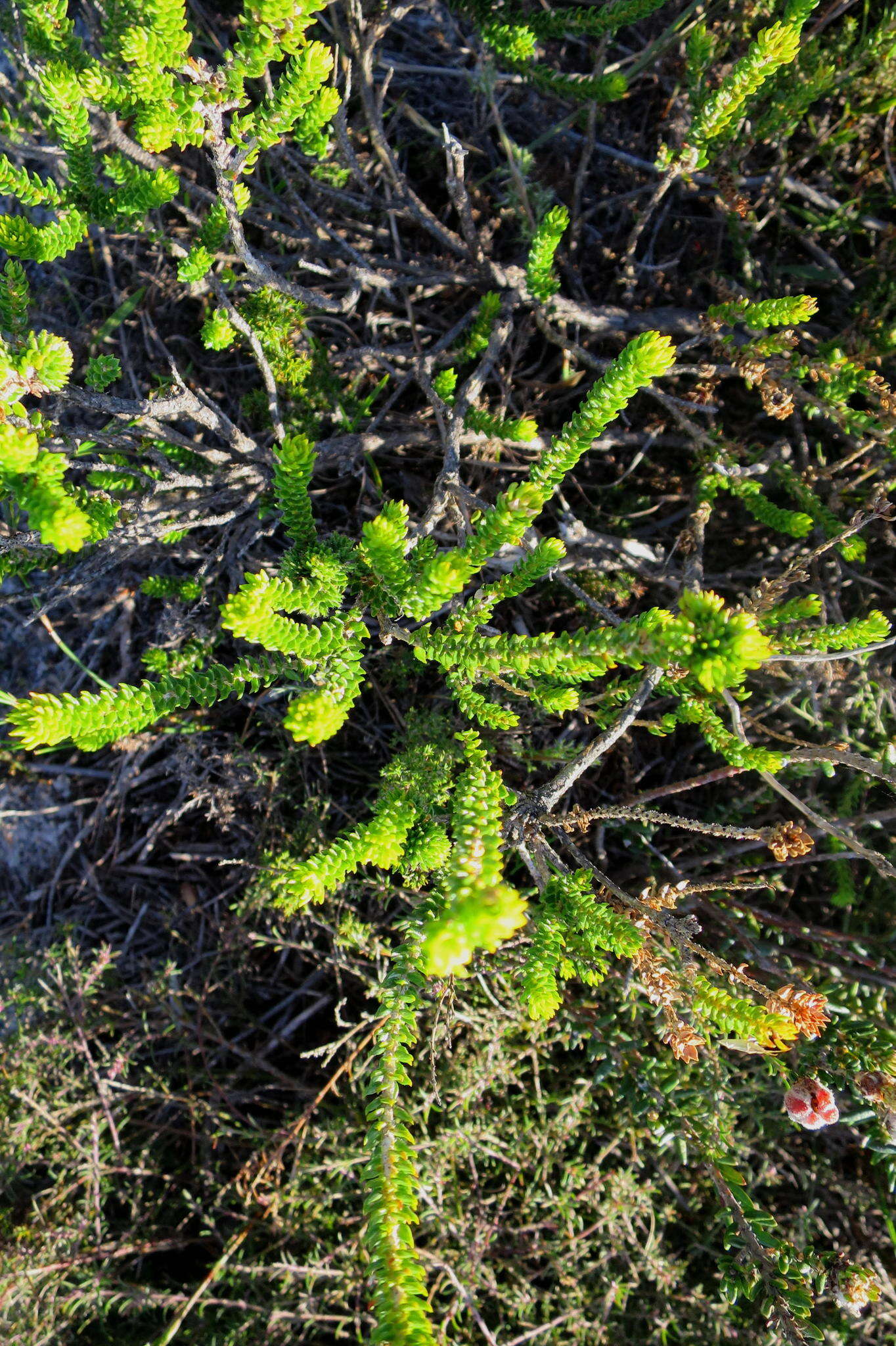 Image of Agathosma eriantha (Steud.) Steud.