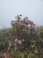 صورة Rhododendron farrerae Tate ex Sweet