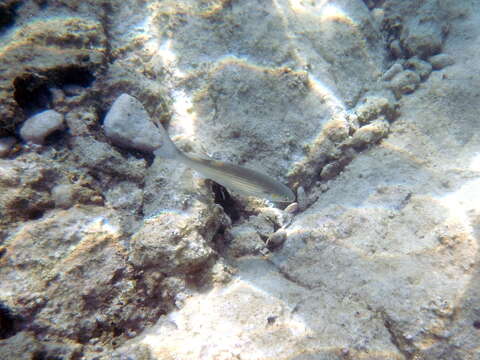 Image of Golden Grey Mullet