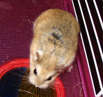 Image of Desert Hamster