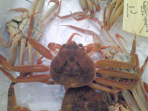 Image of Snow Crab