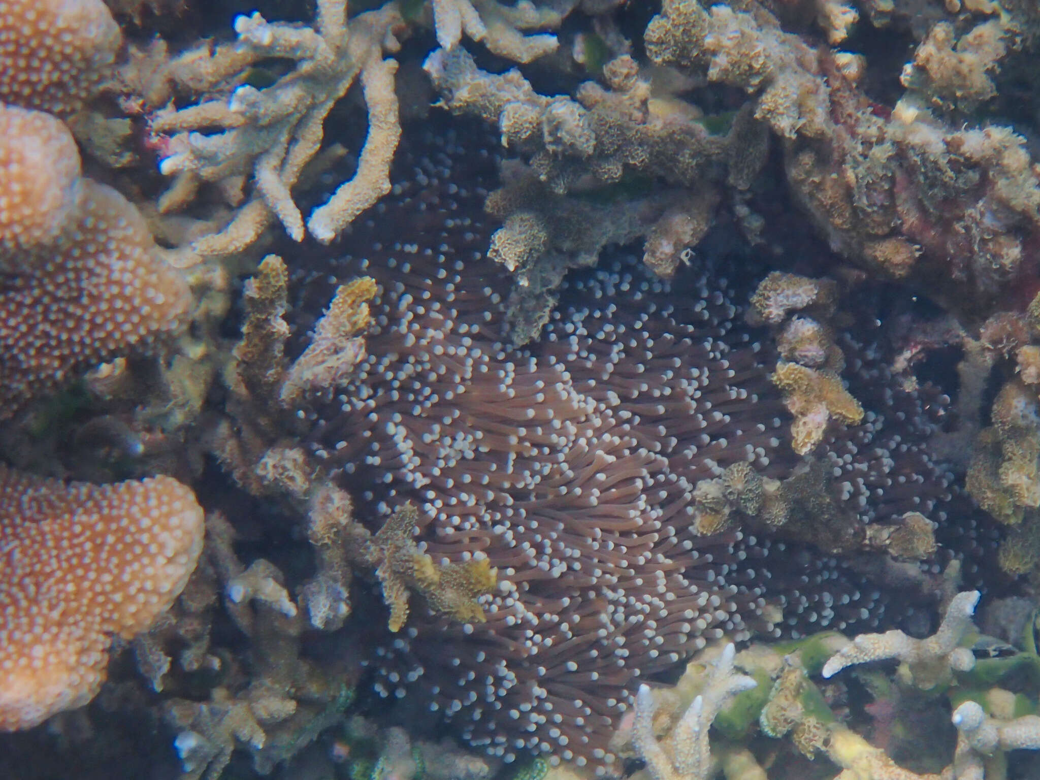 Image of Stony coral