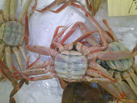 Image of Snow Crab