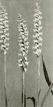 Image of Nodding lady's tresses