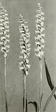 Image of nodding ladies'-tresses