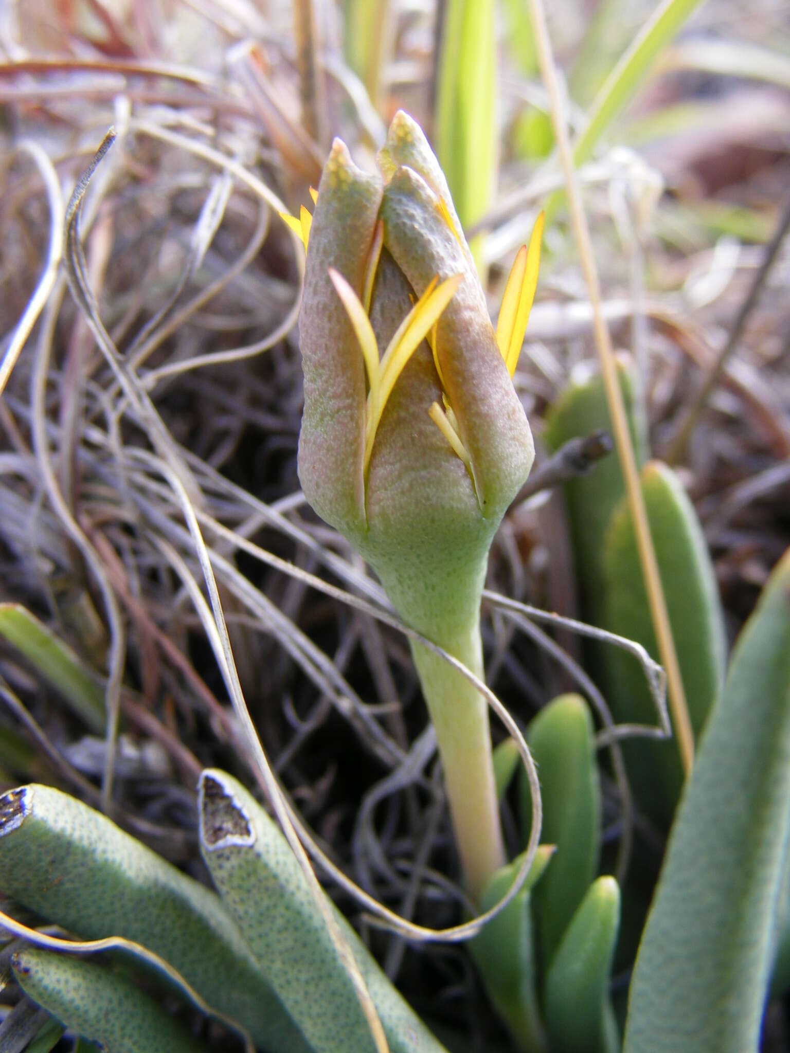 Image of Hereroa wilmaniae L. Bol.