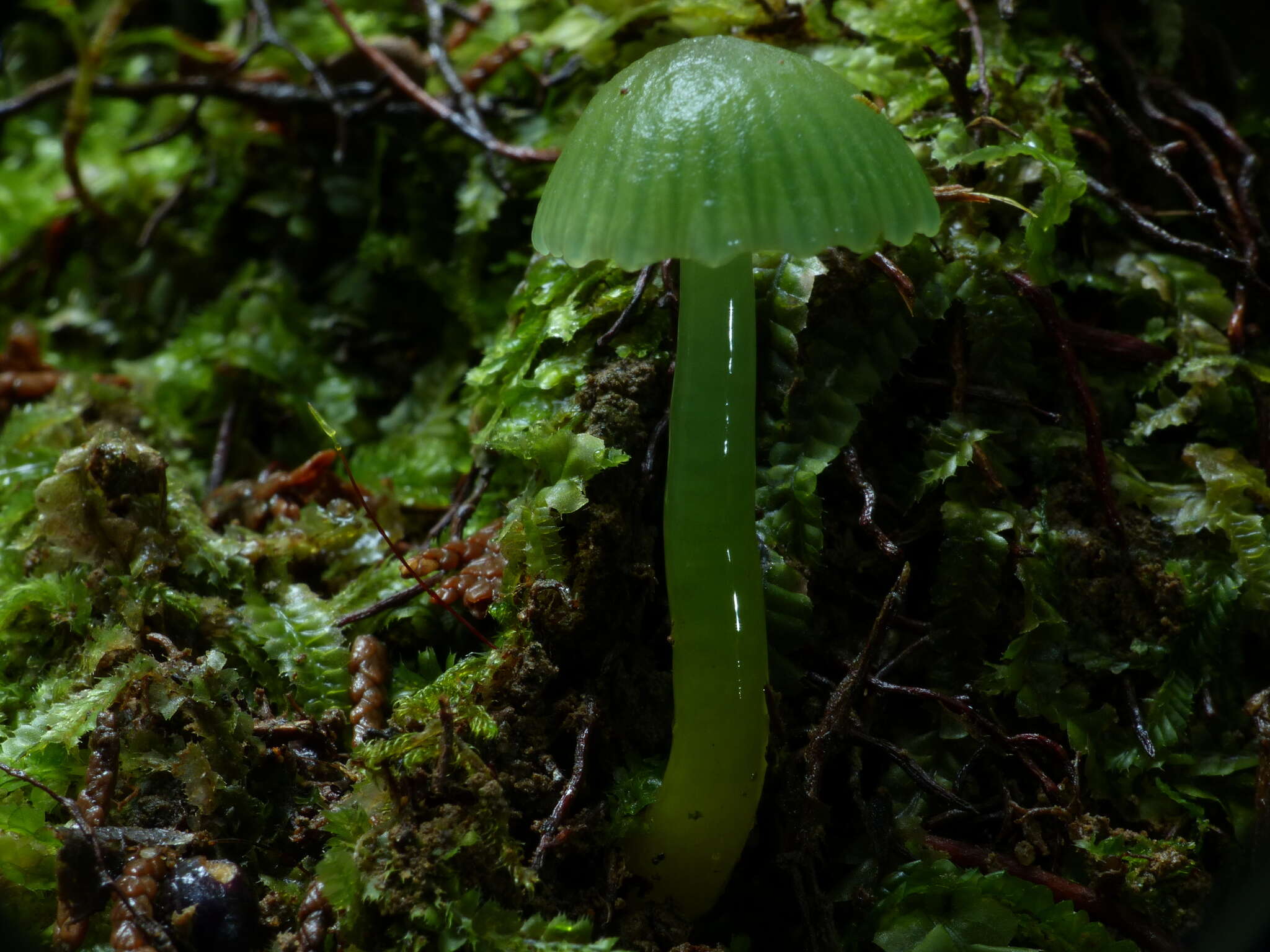 Image of Gliophorus viridis (G. Stev.) E. Horak 1971