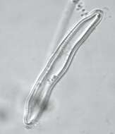 Image of <i>Eunotia pectinalis</i> var. <i>undulata</i> (Ralfs) Rabenh.