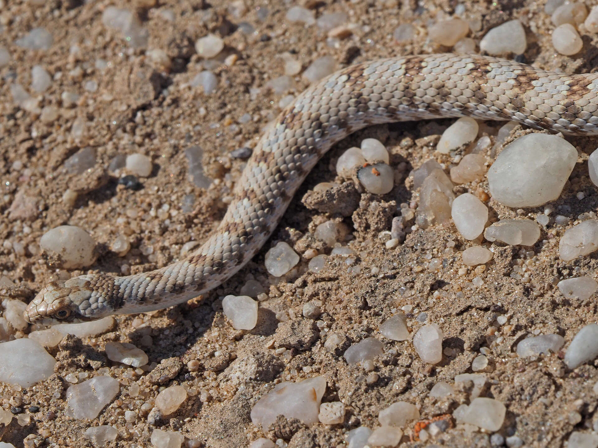 Image of Dwarf Beaked Snake