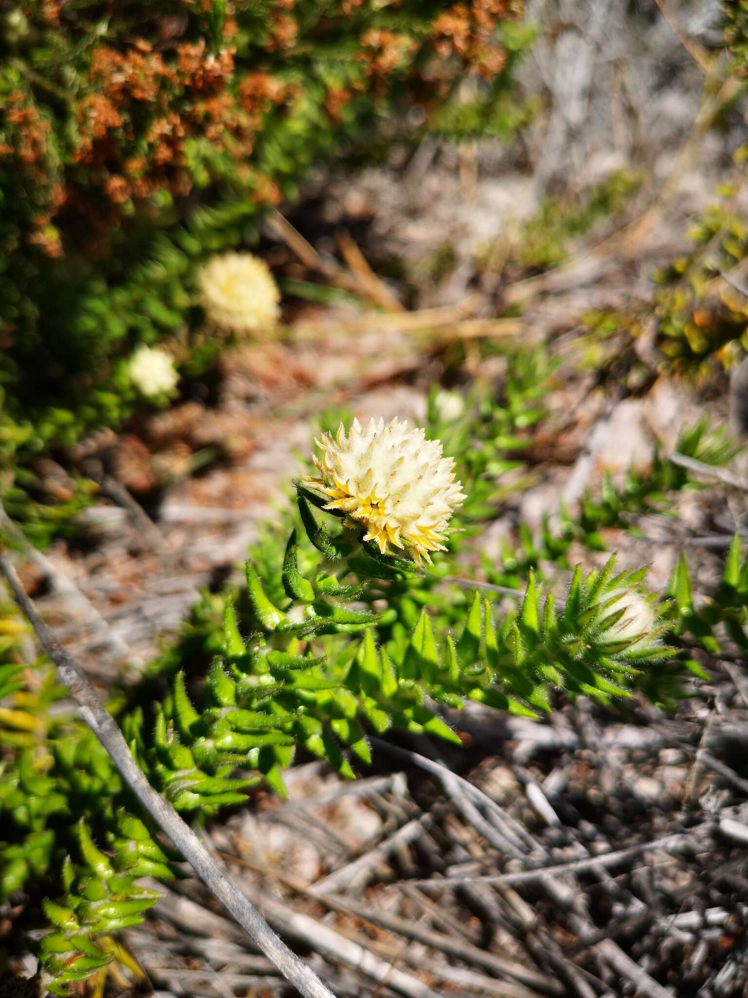 Image of Phylica harveyi (Arn.) Pillans