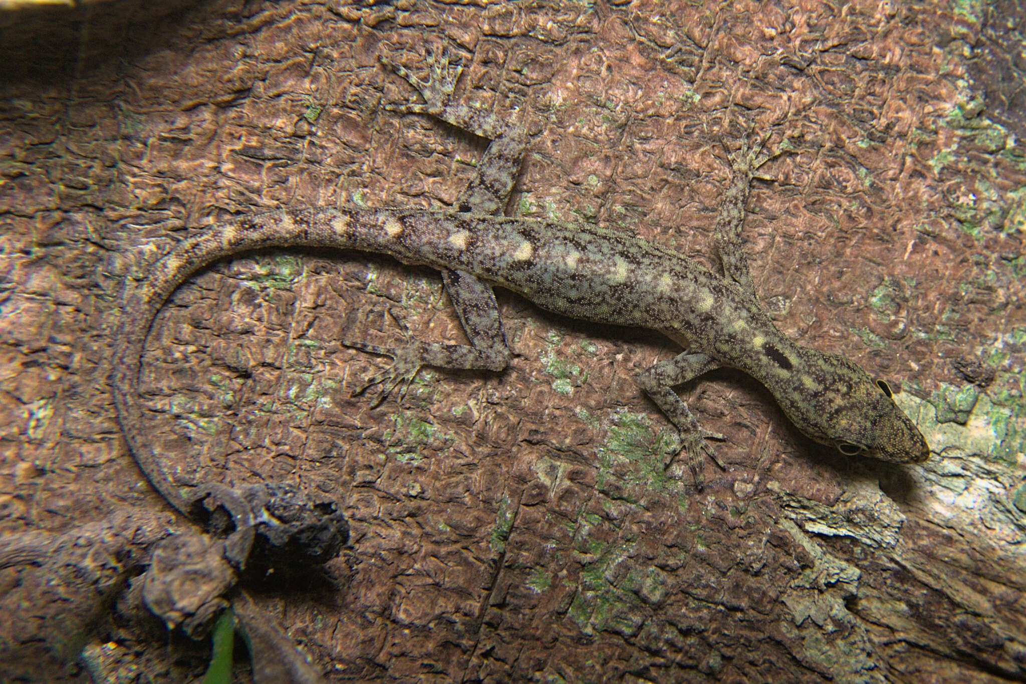 Слика од Cnemaspis littoralis (Jerdon 1854)