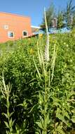 Image of Culver's root