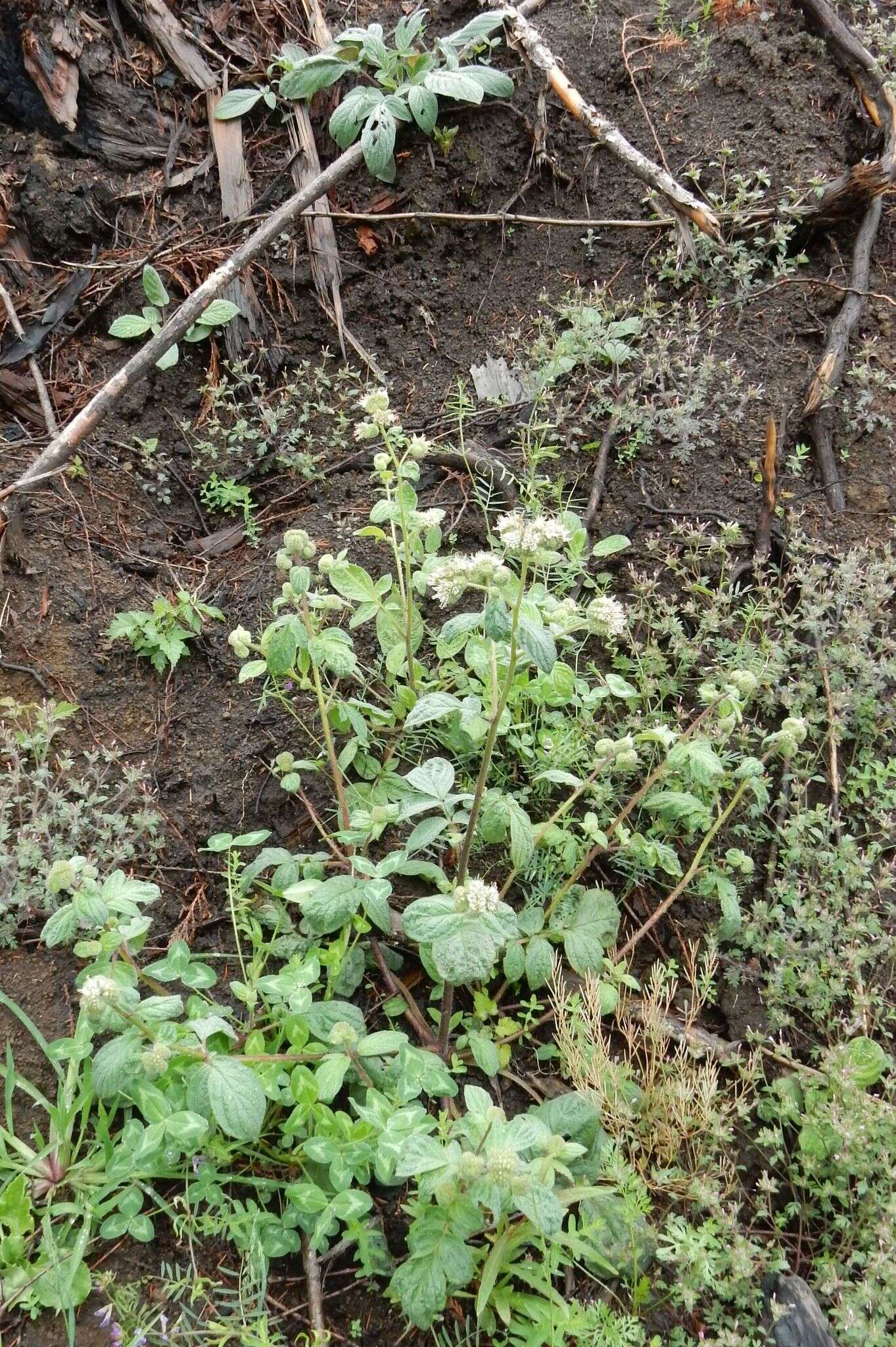 Image of Oregon phacelia