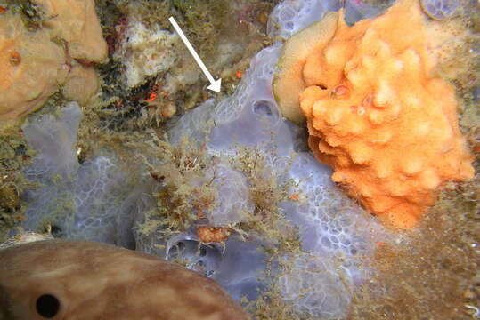 Image of bluish encrusting sponge