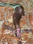 Image of California Giant Salamander