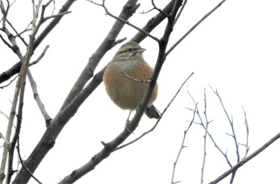 Sivun Emberiza cia cia Linnaeus 1766 kuva