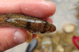 Image of Languedoc gudgeon