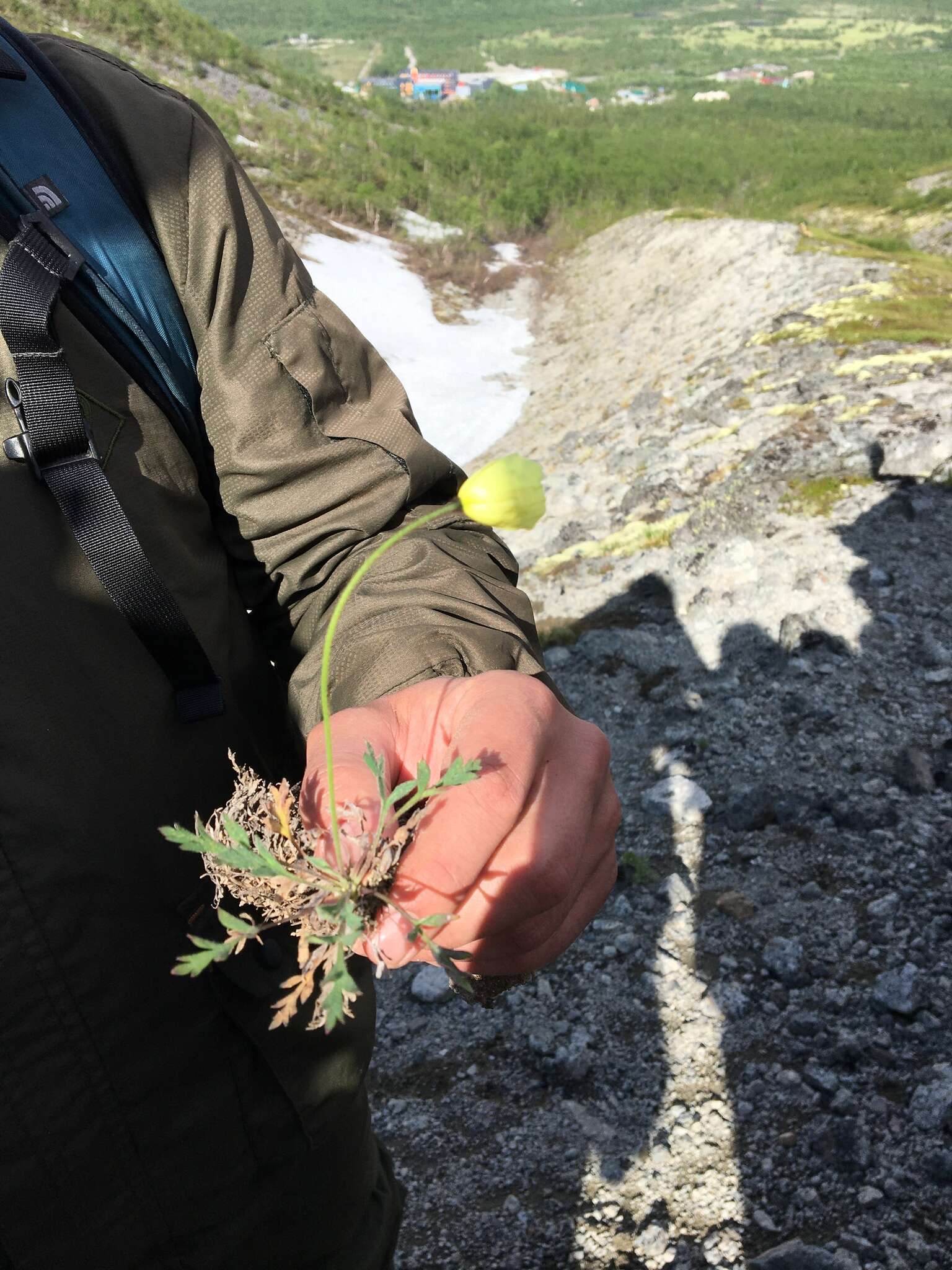 Image of Lapland poppy