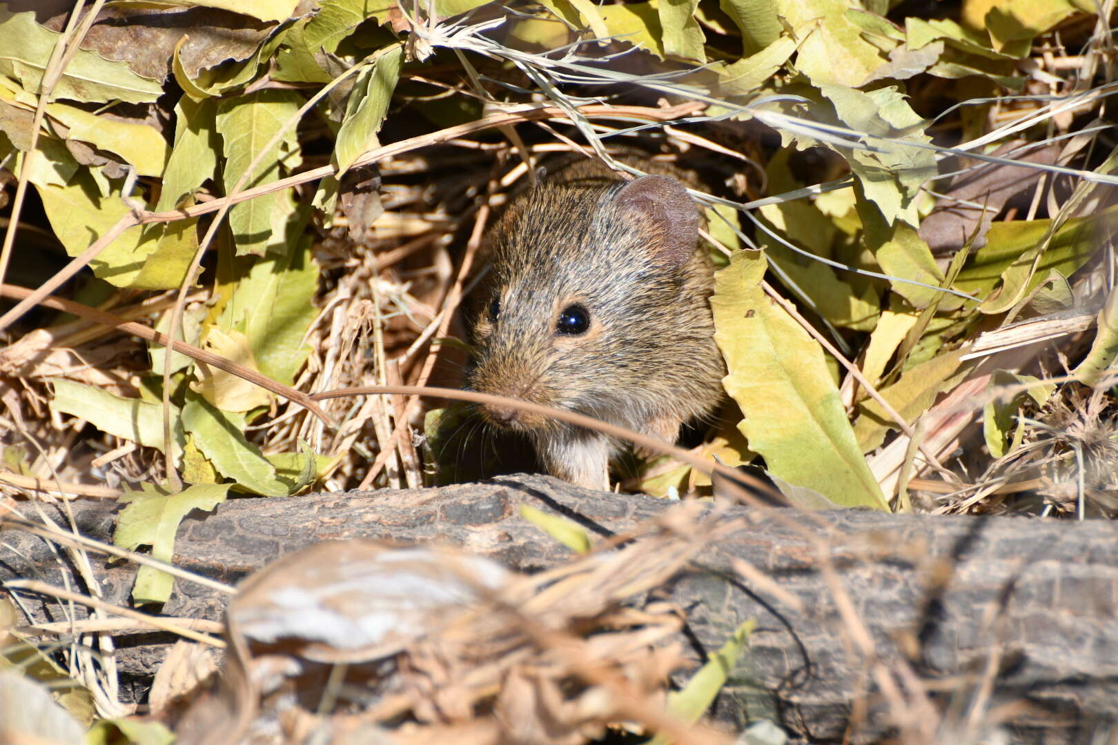 Image of Coffee Rat