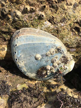 Image of Black Abalone