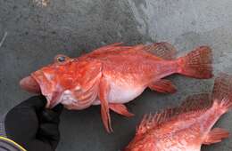 Image of Longspine scorpionfish