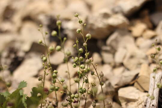 Image of Scrophularia exilis Popl.