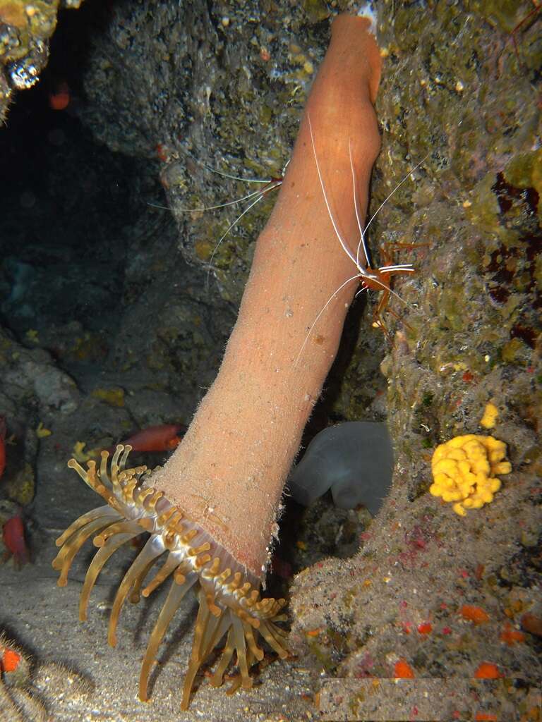 Image of red-backed cleaner shrimp