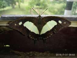 Image of Polyura arja Felder 1866