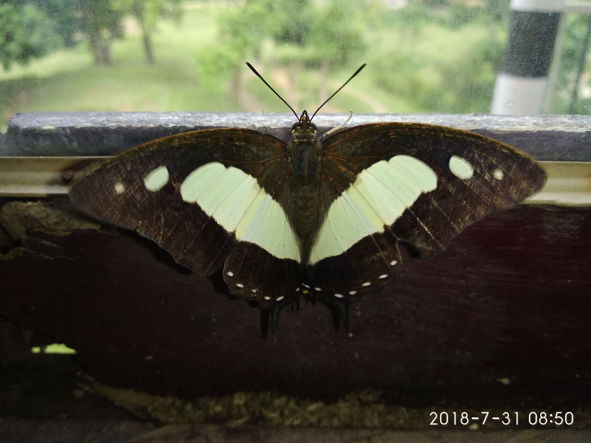 Image of Polyura arja Felder 1866