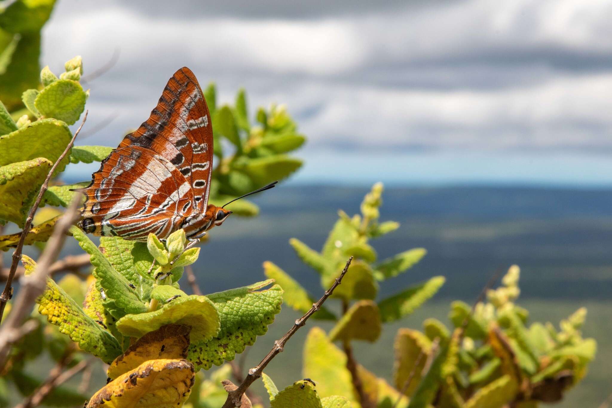 Imagem de Charaxes druceanus Butler 1869