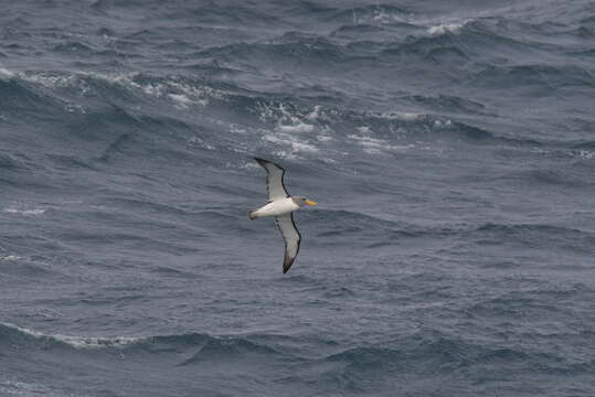 Image de Albatros des Chatham