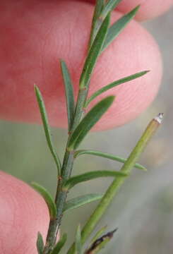 Image of Linum aethiopicum Thunb.